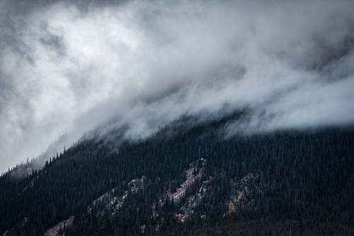 silverthorne landscape photography of smoky mountain tree